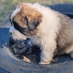 Kolja-male-moscow-watchdog-puppy-for-sale-03