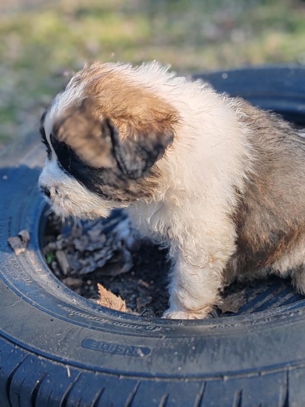 Kolja Moscow Watchdog