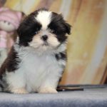 Laura-female-Shih-Tzu-puppy-for-sale-1