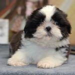 Laura-female-Shih-Tzu-puppy-for-sale-2