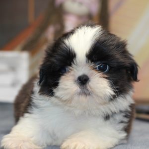 Laura Shih Tzu