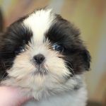 Laura-female-Shih-Tzu-puppy-for-sale-4