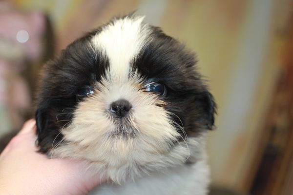 Laura Shih Tzu Laura Shih Tzu