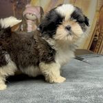 Laura-female-Shih-Tzu-puppy-for-sale-5