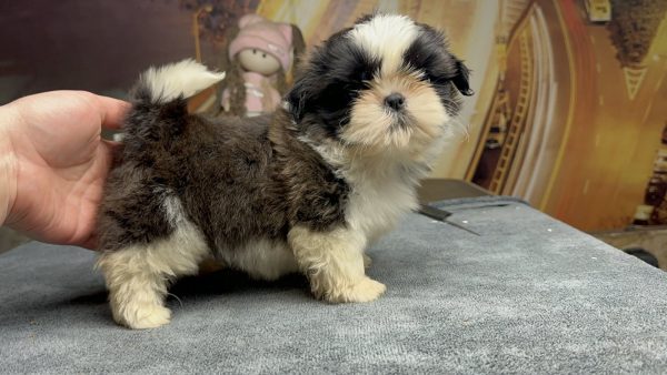 Laura Shih Tzu Laura Shih Tzu