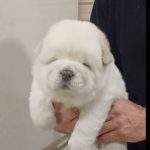 Lucien-female-chow-chow-puppy-for-sale-1 (1)