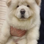 Lucien-female-chow-chow-puppy-for-sale-1 (2)