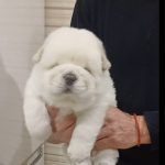 Lucien-female-chow-chow-puppy-for-sale-1 (3)