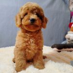 Mayk-male-Poochon-puppy-for sale-1