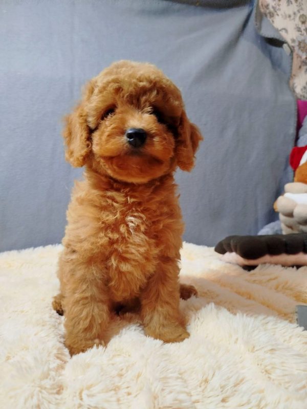 Mayk Poochon Mayk Poochon