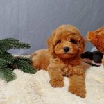Mayk-male-Poochon-puppy-for sale-2