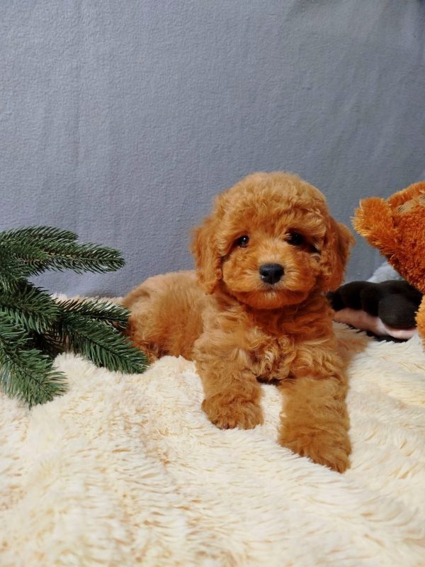 Mayk Poochon Mayk Poochon