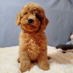 Mayk-male-Poochon-puppy-for sale-3