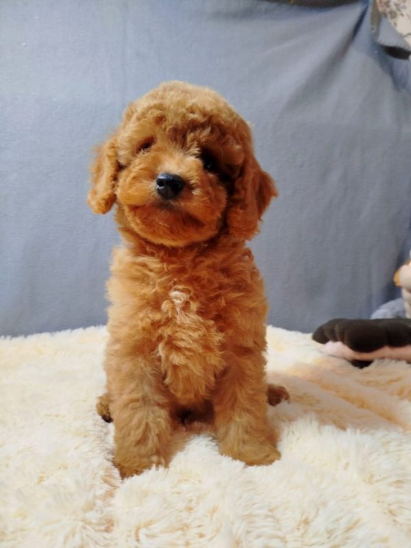 Mayk Poochon Mayk Poochon