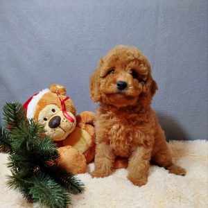 Mayk Poochon Mayk Poochon