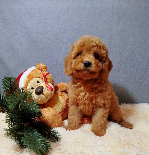 Mayk Poochon Mayk Poochon