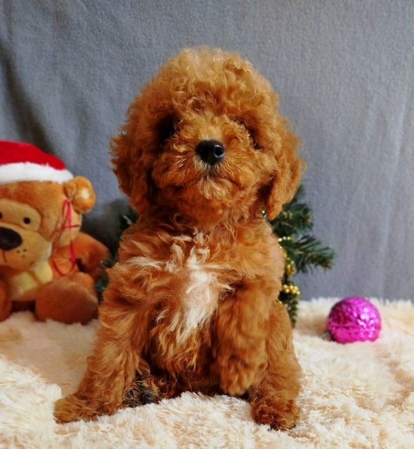 Mikael Poochon Mikael Poochon