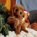 Mikael-male-Poochon-puppy-for sale-2