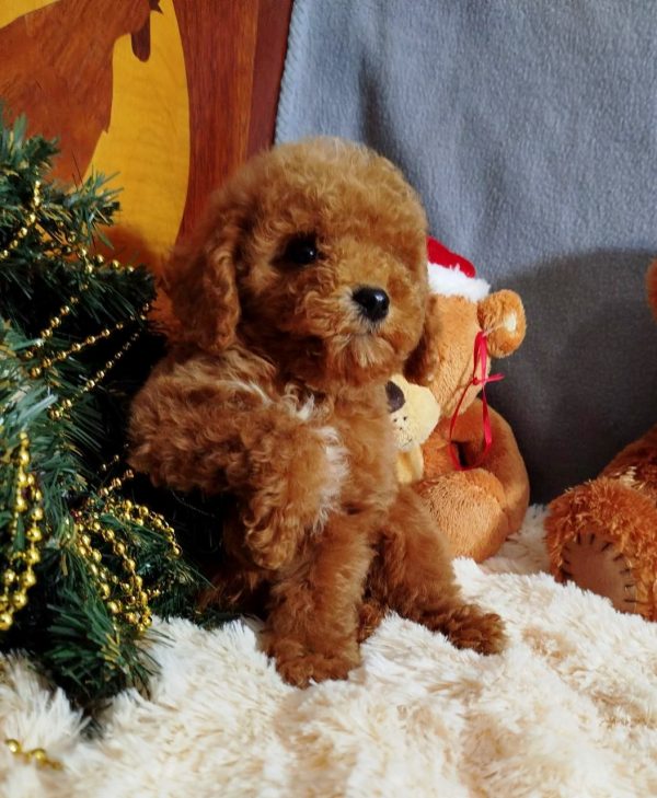 Mikael Poochon Mikael Poochon