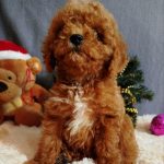 Mikael-male-Poochon-puppy-for sale-3