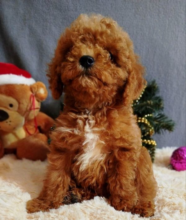 Mikael Poochon Mikael Poochon