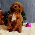 Mikael-male-Poochon-puppy-for sale-4