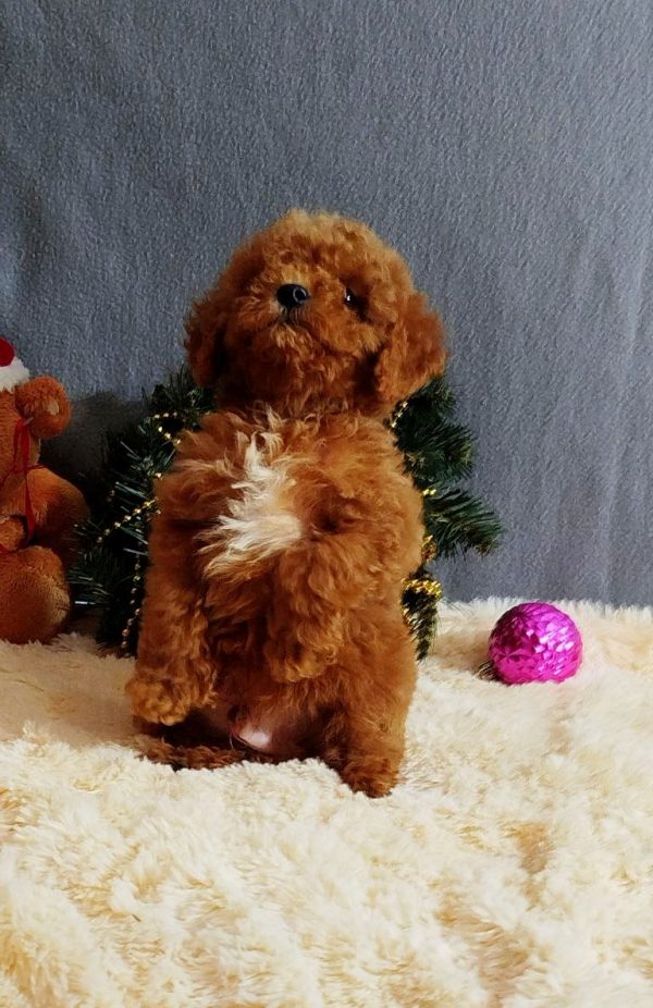 Mikael Poochon Mikael Poochon