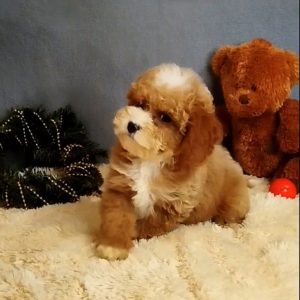 Milla Poochon Milla Poochon