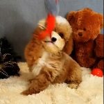 Milla-female-Poochon-puppy-for sale-2