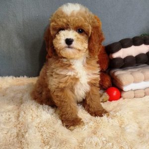 Milla Poochon Milla Poochon