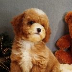 Milla-female-Poochon-puppy-for sale-4