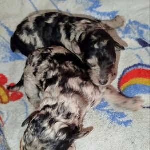 New Litter Standard Poodle