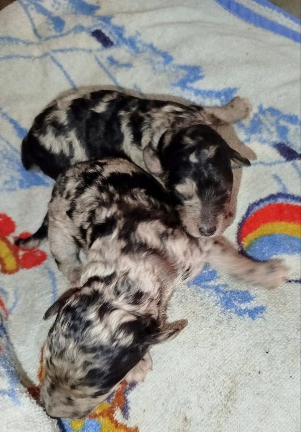 New Litter Standard Poodle New Litter Standard Poodle