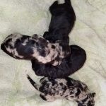New-Litter-Poodle-puppy-for-sale-2
