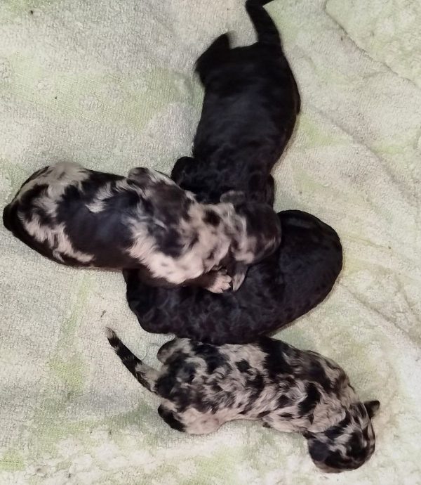 New Litter Standard Poodle New Litter Standard Poodle