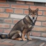 Reno-male-shiba-inu-puppy-for-sale-01