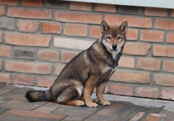 Reno Shiba Inu Reno Shiba Inu