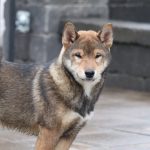 Reno-male-shiba-inu-puppy-for-sale-02