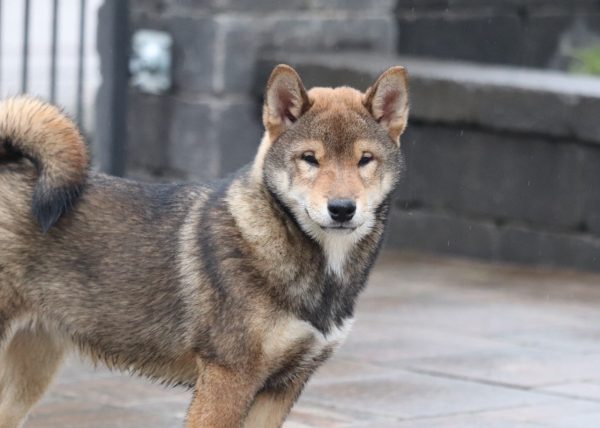 Reno Shiba Inu Reno Shiba Inu