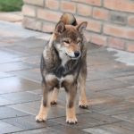 Reno-male-shiba-inu-puppy-for-sale-03