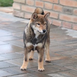 Reno Shiba Inu