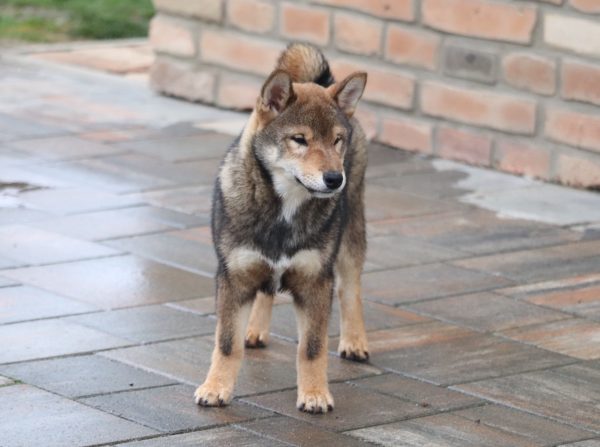 Reno Shiba Inu Reno Shiba Inu