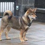 Reno-male-shiba-inu-puppy-for-sale-04