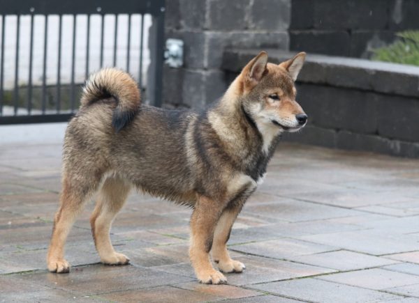 Reno Shiba Inu Reno Shiba Inu