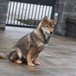 Reno-male-shiba-inu-puppy-for-sale-05