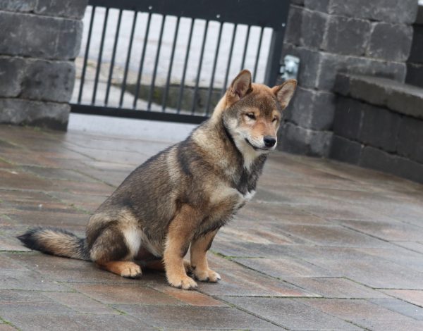 Reno Shiba Inu Reno Shiba Inu