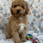 Rika male Miniature Poodle for sale01