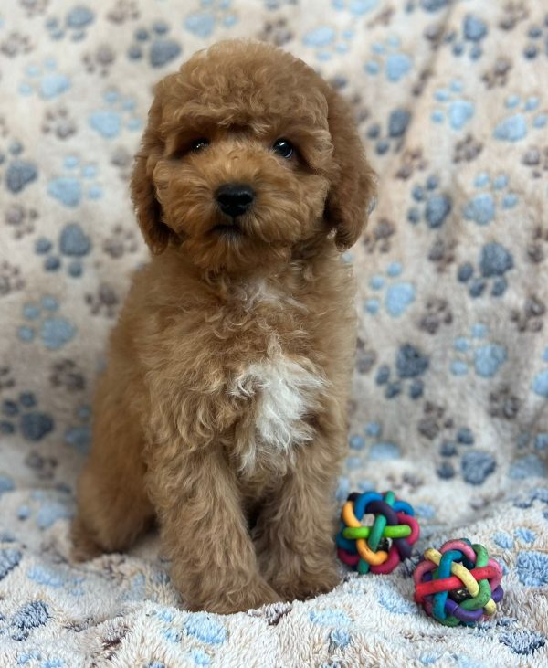 Riko Miniature Poodle