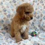 Rika male Miniature Poodle for sale02