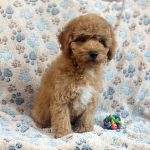 Dixie Miniature Poodle